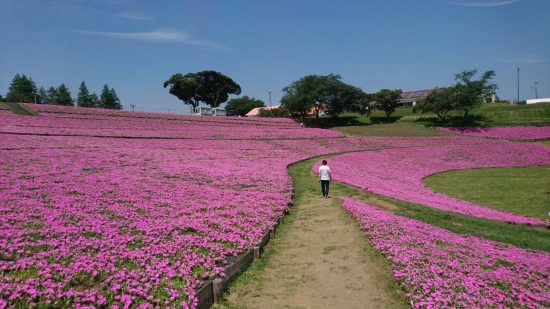 休日には家族でマザー牧場で花と動物に癒されよう １９７２ 千葉県四街道市の まちの税理士 のブログ